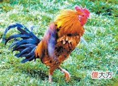 晨字五行属什么