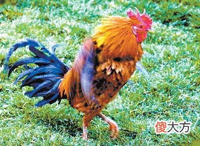晨字五行属什么
