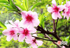 男人佩带什么会招桃花？