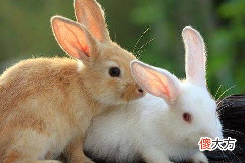 1999年属兔人2023年运势及运程 99年14岁属兔人的2023年本命年每月运势详解