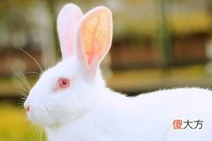 属兔和属龙的结婚好吗 结婚会如何