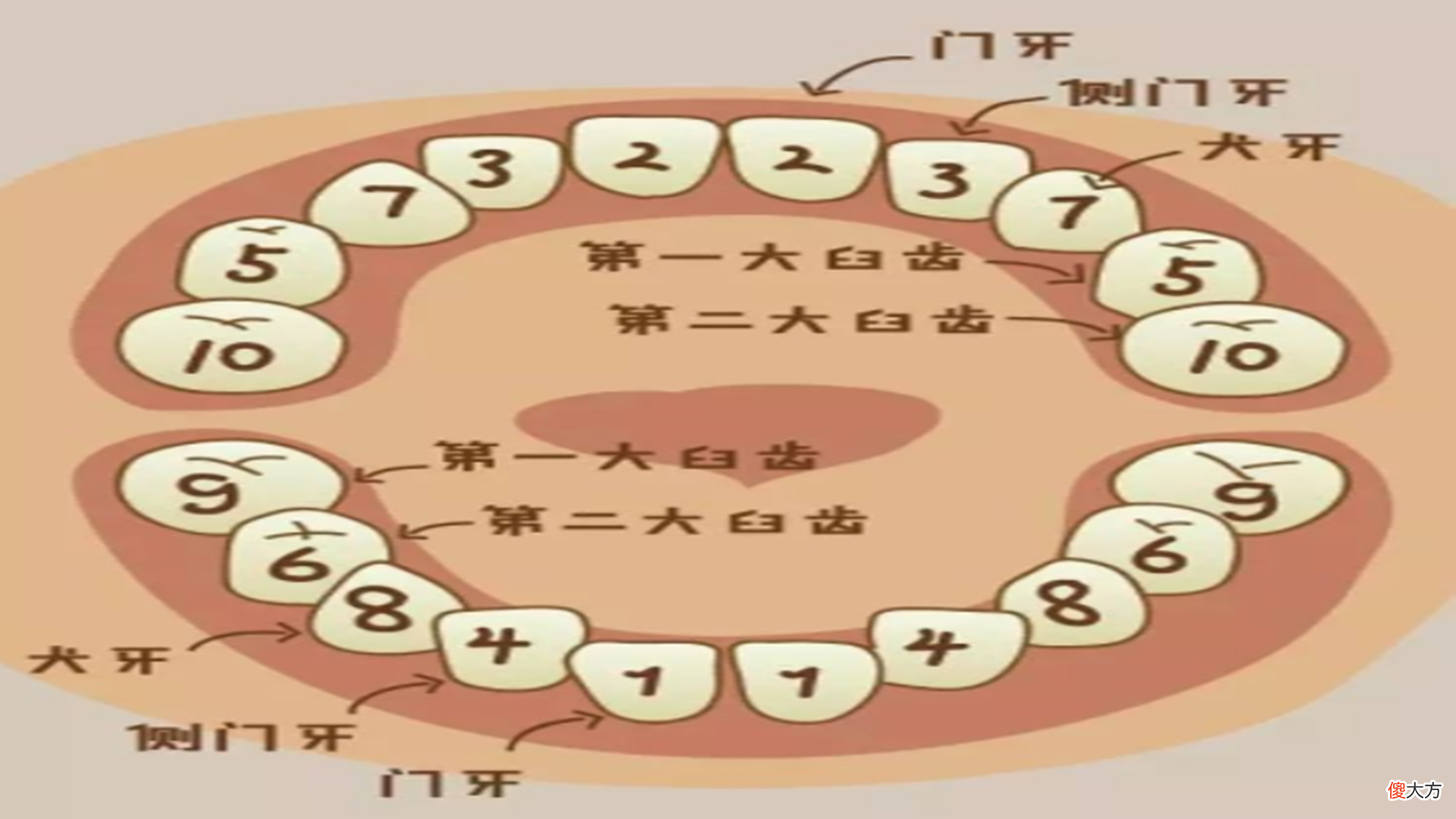 每个人都会经历换牙，孩子换牙，有什么注意事项？