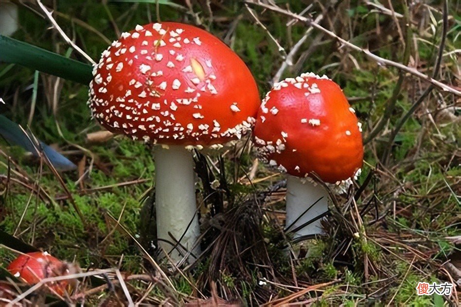 【游戏世界】女子吃菌中毒疯狂扯线！中毒迷惑行为大赏？网友：好想看小人跳舞