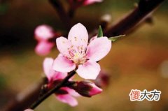 怎么看八字有没有带桃花？