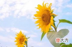 辛金生于卯月