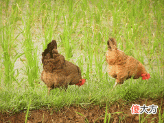 己土生于卯月