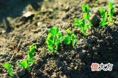 辛金生于午月