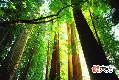 壬水生于辰月