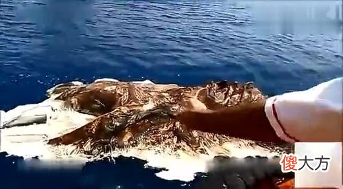 它们来自地底还是外星？南极突现不明生物，白色，人形，高达30米