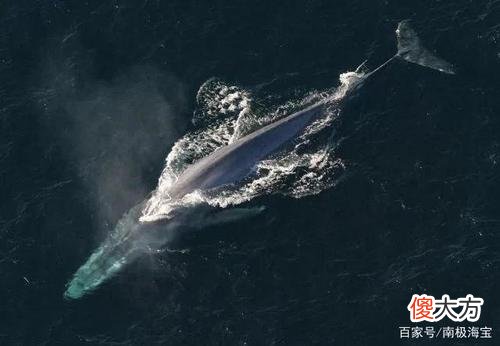 它们来自地底还是外星？南极突现不明生物，白色，人形，高达30米
