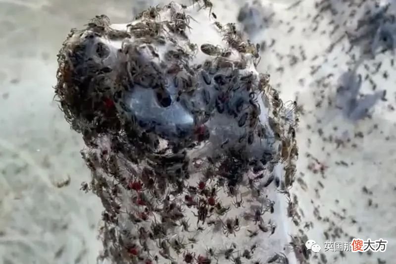 澳洲野外洪灾后飘起曼妙白纱，竟是百万只蜘蛛在一起织网?!