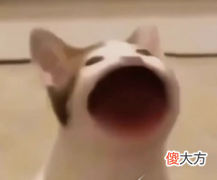 网络用语popo猫是什么意思| 网络用语popo猫是什么意思