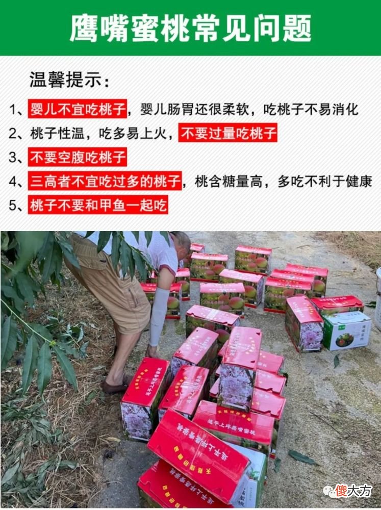 【游戏世界】连平鹰嘴蜜桃接受预定啦
