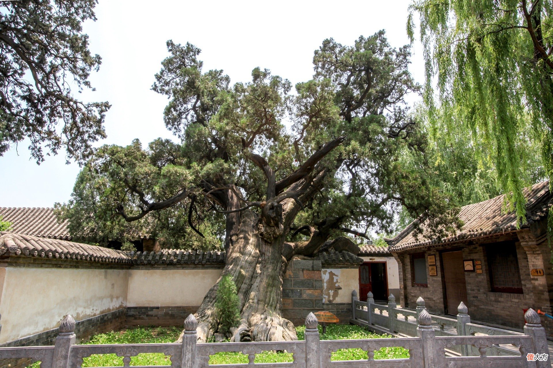 【爱历史】河南最古老的两株柏树5000岁，刘秀封其将军柏，谁大谁小错了40年