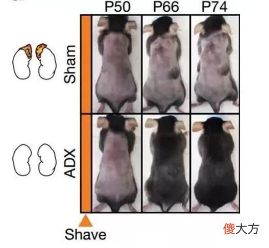 【时尚一点】又一个投胎高手要出生了，父母这是真的双双顶尖颜值＋财力吧…