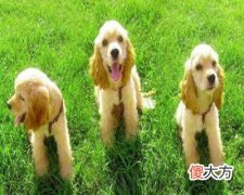 1970年属狗的人是什么命