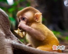 2016年属猴的人是什么命