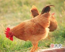 2017年属鸡的人是什么命