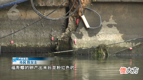 千万别碰!昆明多地发现这种臭名昭著的“粉红怪物”,寄生虫多达6000条