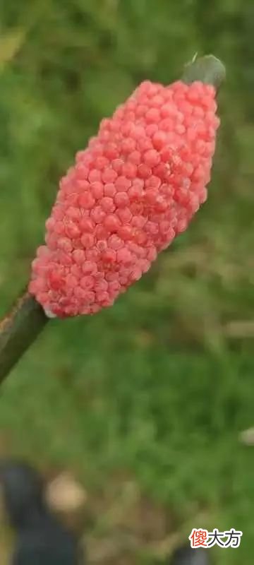 千万别碰!昆明多地发现这种臭名昭著的“粉红怪物”,寄生虫多达6000条