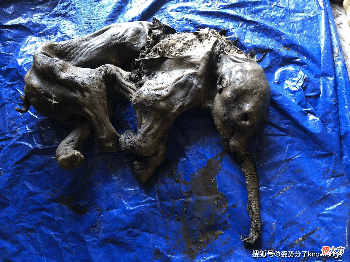 【爱历史】加拿大育空地区出土一具猛犸象尸体，保存完好程度令人瞠目结舌