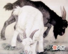 2003年属羊的人是什么命