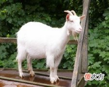 1979年属羊的人是什么命