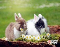 属兔人2021年结婚好吗