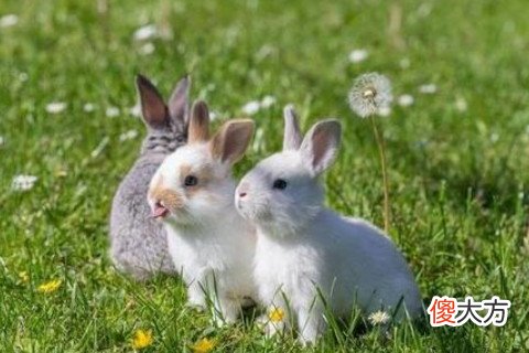 属兔男人对待感情是怎样的呢