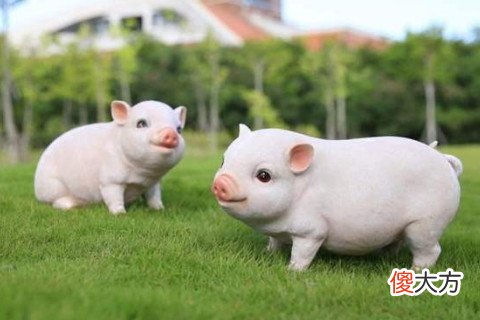 属猪，最好命