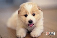 属狗的和什么属相合适