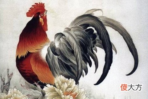 属鸡的命运好不好