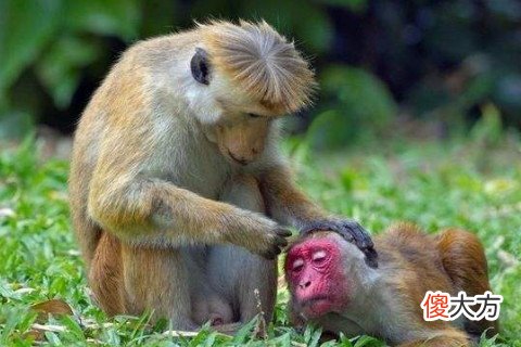 属猴的男人和什么属相最配