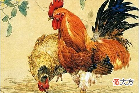 属鸡的男人和什么属相最配
