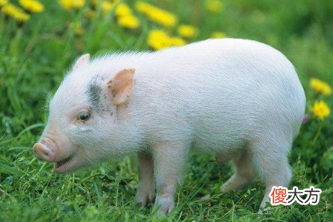 属猪的男人和什么属相最配