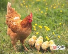 1969年属鸡的人是什么命