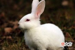 属兔的好不好
