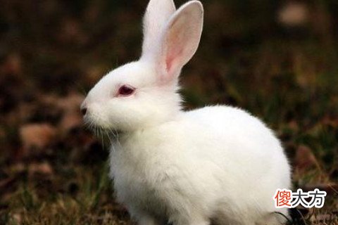 属兔的好不好
