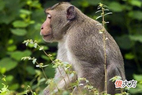 属猴的好不好