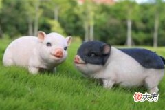 属猪的好不好