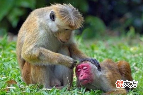 属猴男人不喜欢你的表现