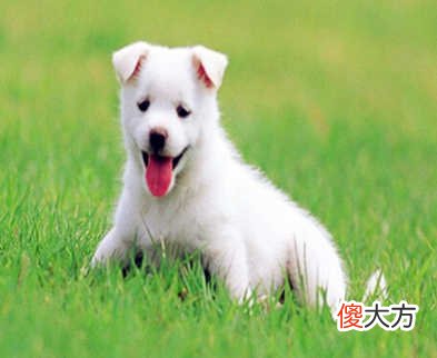 1994年属狗的人是什么命