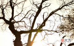 鼠年生宝宝好吗