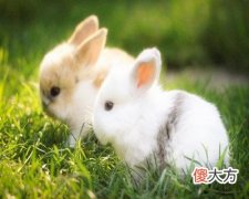 1963年属兔的人是什么命
