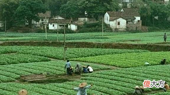 【爱历史】老照片：1970年代后期的广州，那时，市中心有一片绿色农田