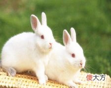 1975年属兔的人是什么命