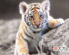 1962年属虎的人是什么命