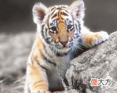 1962年属虎的人是什么命