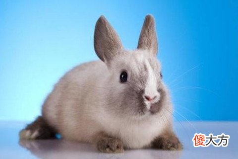 属兔彻底死心的表现