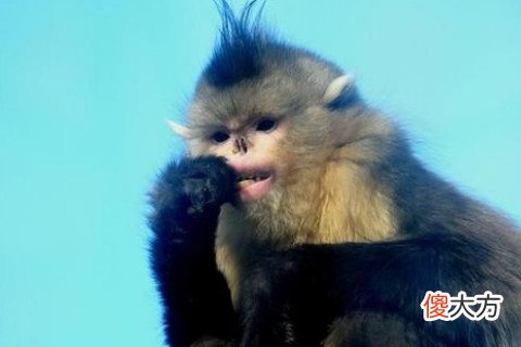 属猴彻底死心的表现